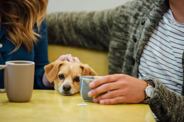 Close up of a couple drinking coffee with a small dog putting its head on a table